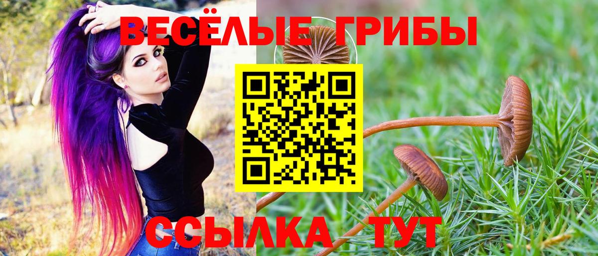 дарнет шоп  Псилоцибиновые грибы GOLDEN TEACHER  Вход с VPN  Анапа 